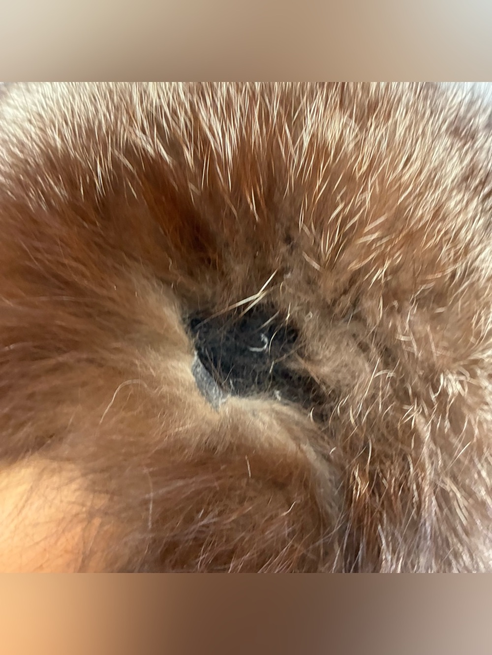 Real Beaver Fur Hand Warmer Muff Brown Chocolate Ski Luxury Warm Winter Outdoor - Picture 6 of 6